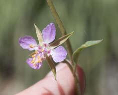 Plancia ëd Clarkia stellata Mosquin