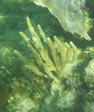 Image of shelf-knob sea rod