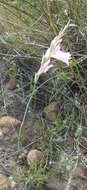 Image of Gladiolus brevifolius Jacq.