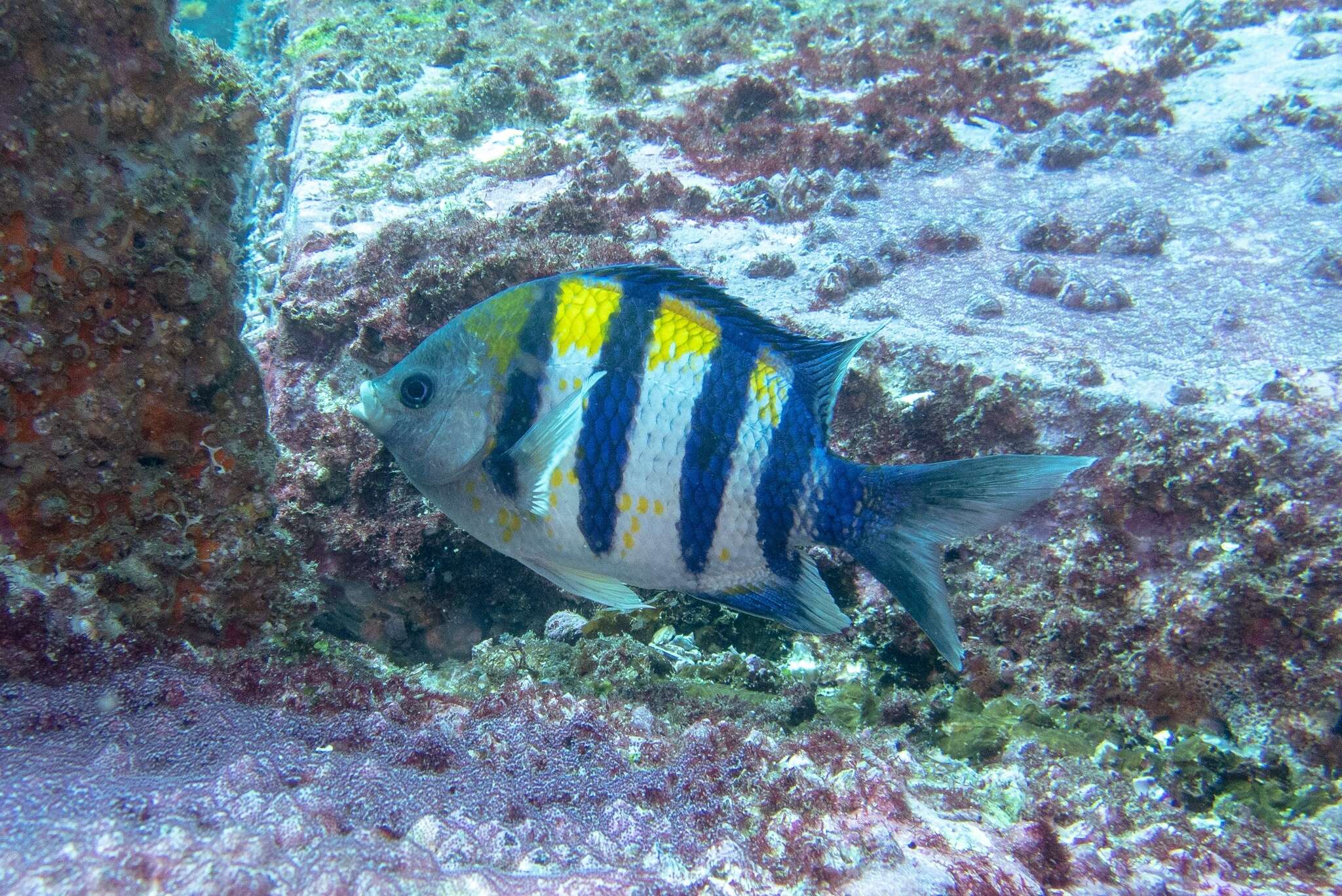 Image of Indo-Pacific sergeant