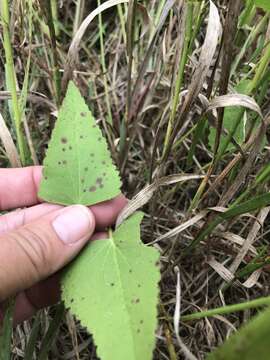 Image de Callirhoe triangulata (Leavenw.) Gray