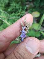 Image of Caucasus catmint