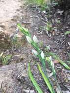 Image de Thelymitra longifolia J. R. Forst. & G. Forst.