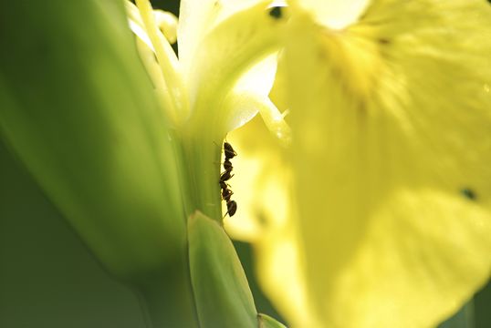 Image of Black garden ant