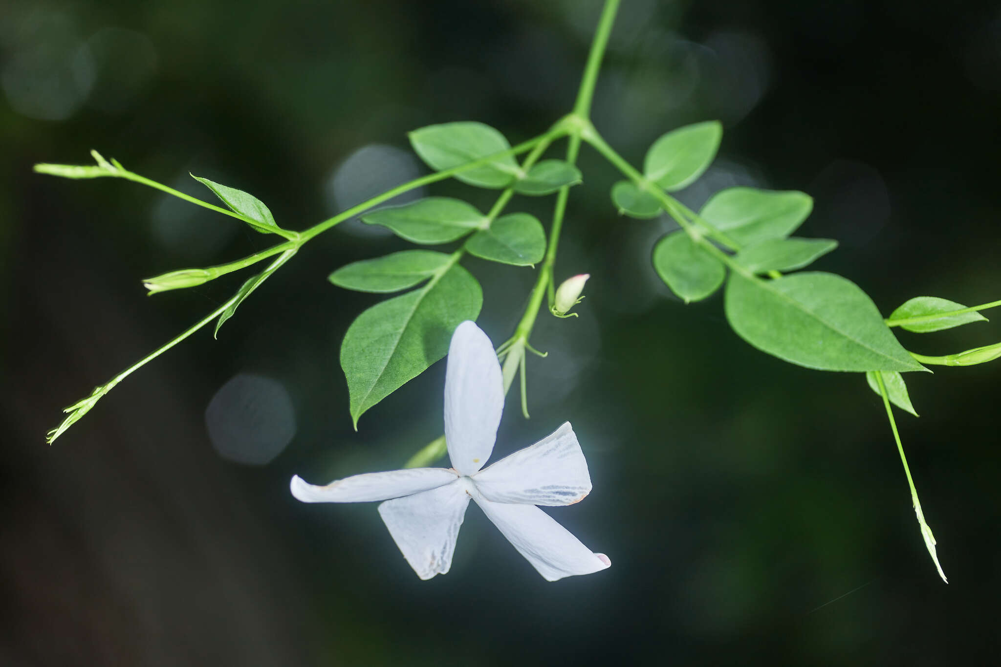 Image of Jasminum grandiflorum L.