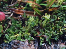 Imagem de Actinotus novae-zelandiae (Petrie) Petrie