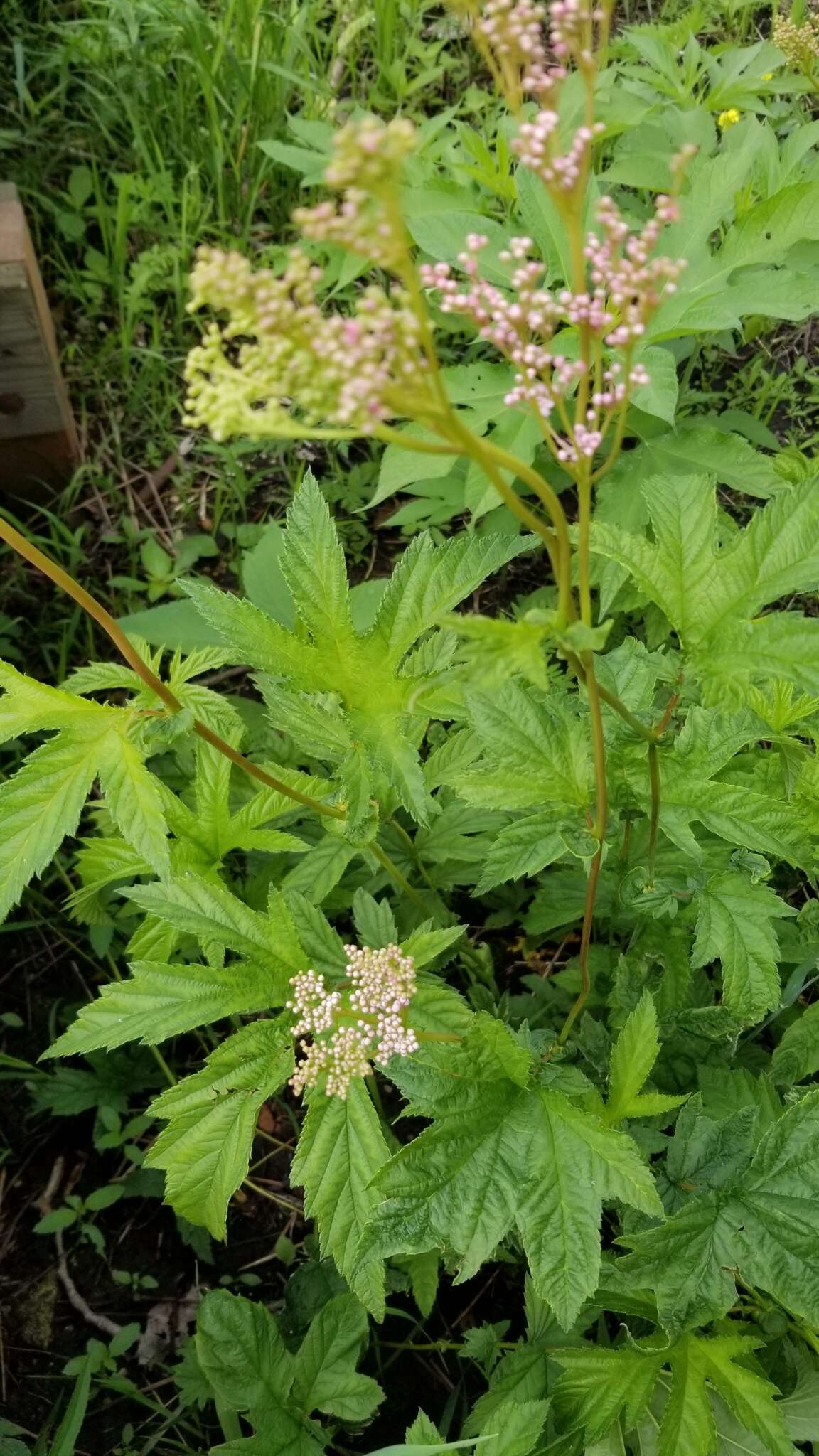 Plancia ëd Filipendula rubra (Hill) B. L. Robins.