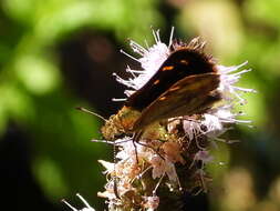 Butleria bissexguttatus Philippi 1860 resmi