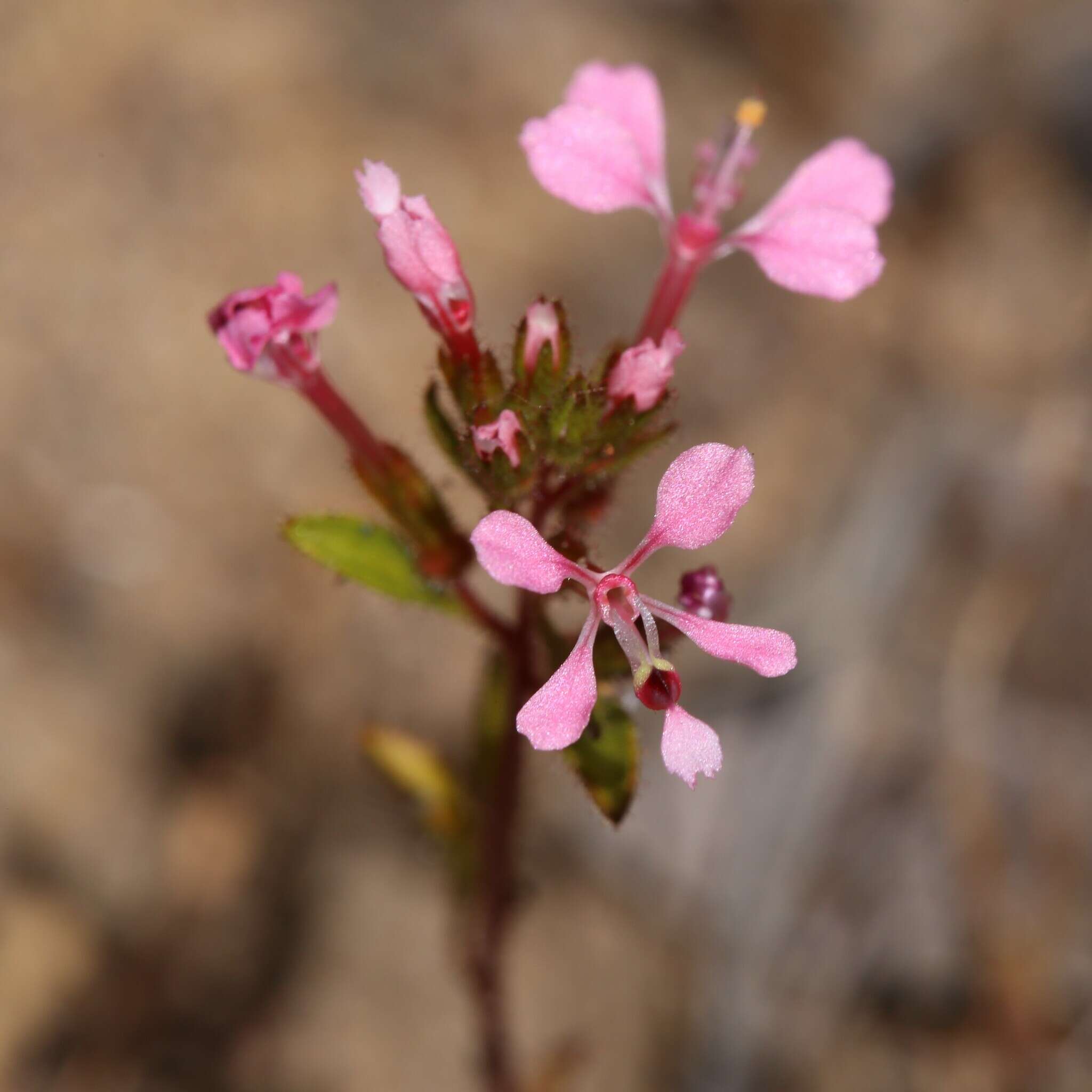 Image of Levenhookia aestiva