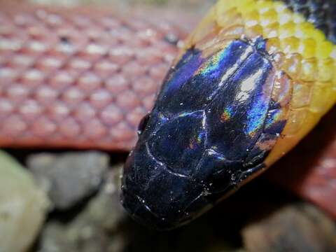 Image of Redback Coffee Snake