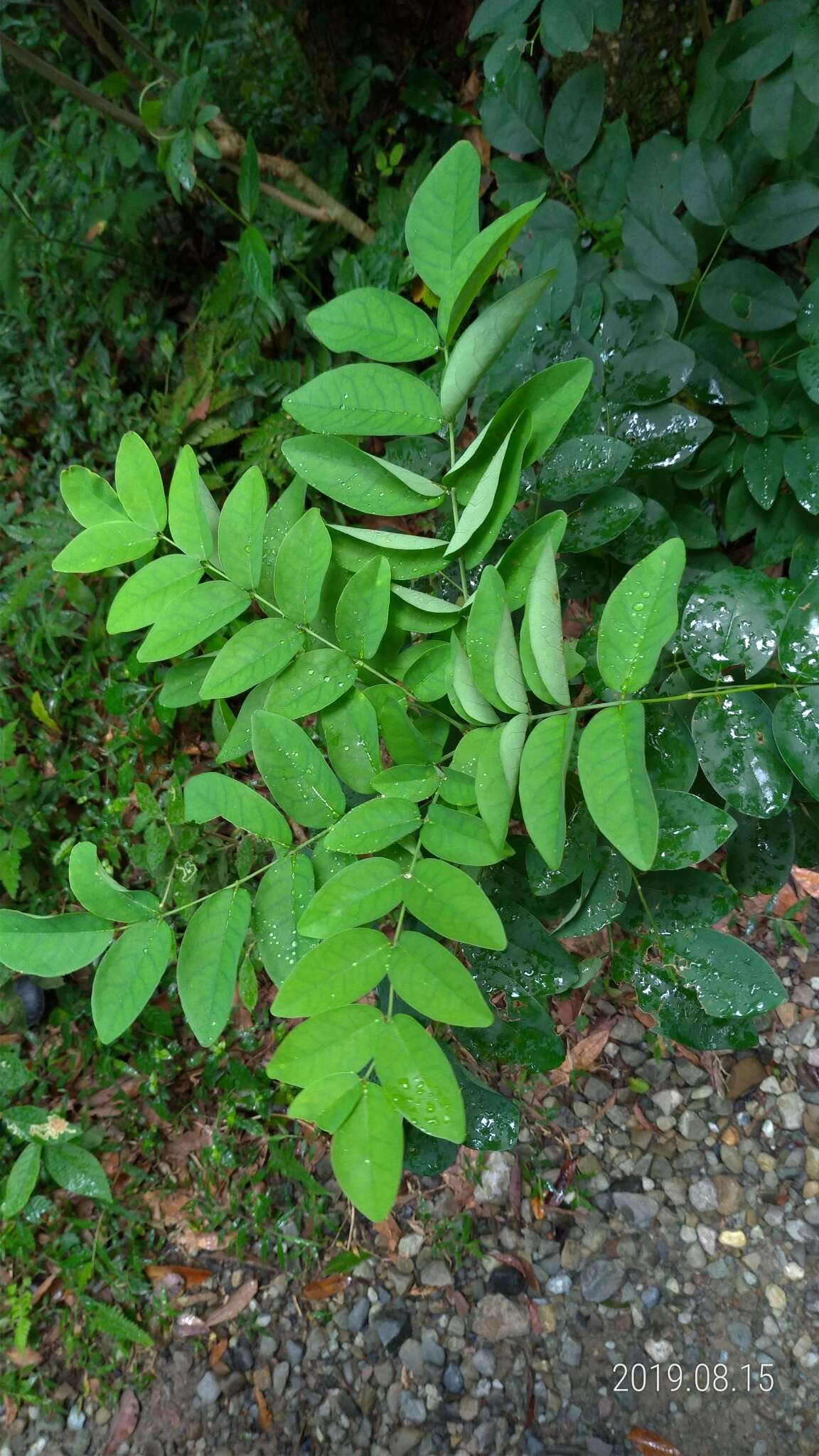 Imagem de Maackia taiwanensis H. Hoshi & H. Ohashi