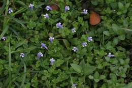 Image of Lindernia rotundifolia (L.) Alston