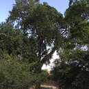 صورة Warburgia ugandensis Sprague