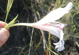 Слика од Gladiolus roseovenosus Goldblatt & J. C. Manning