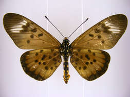 صورة <i>Acraea <i>egina</i></i> egina