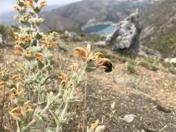 Image of Phlomis crinita Cav.