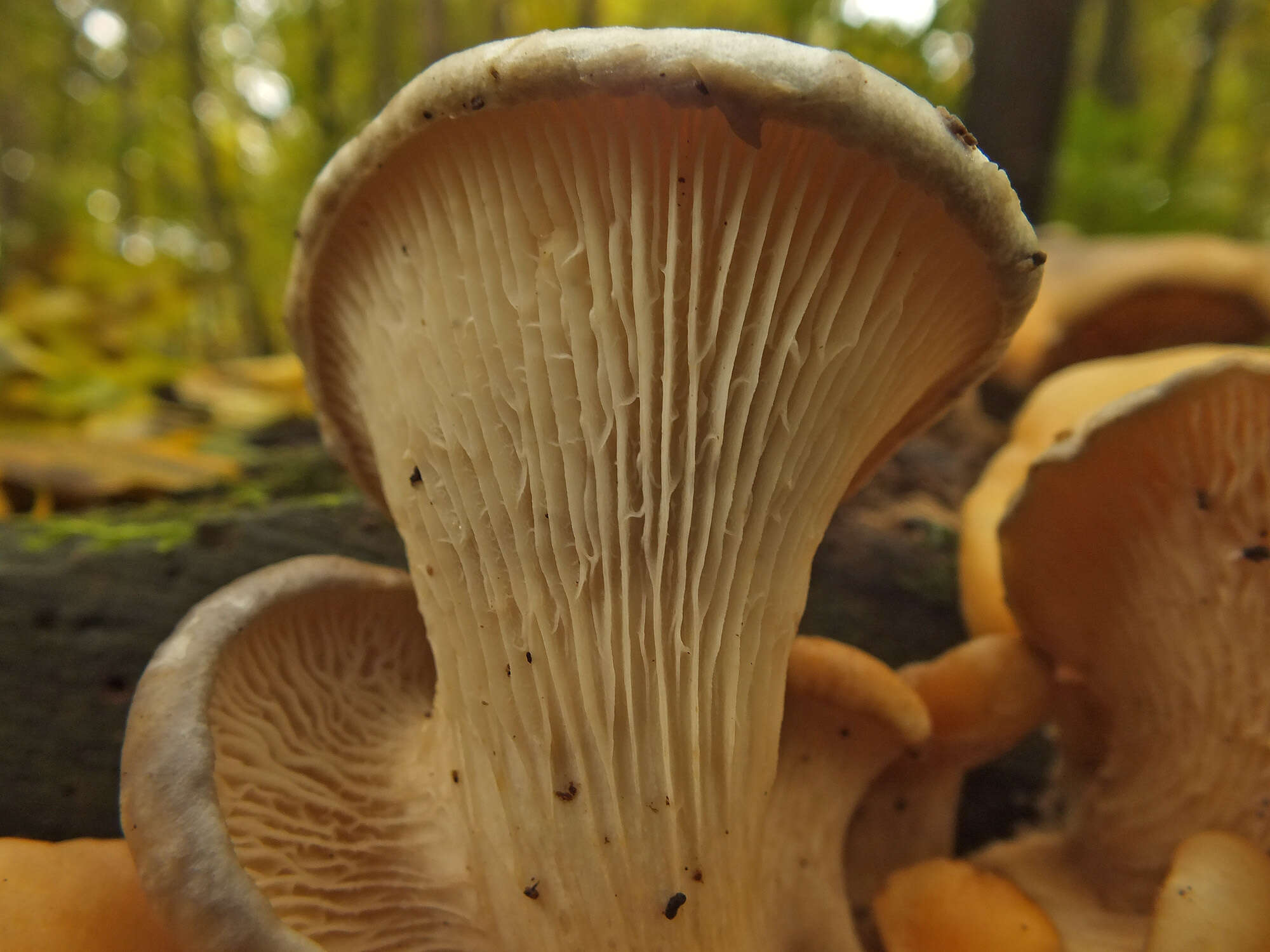 Image of Branched Oyster Mushroom