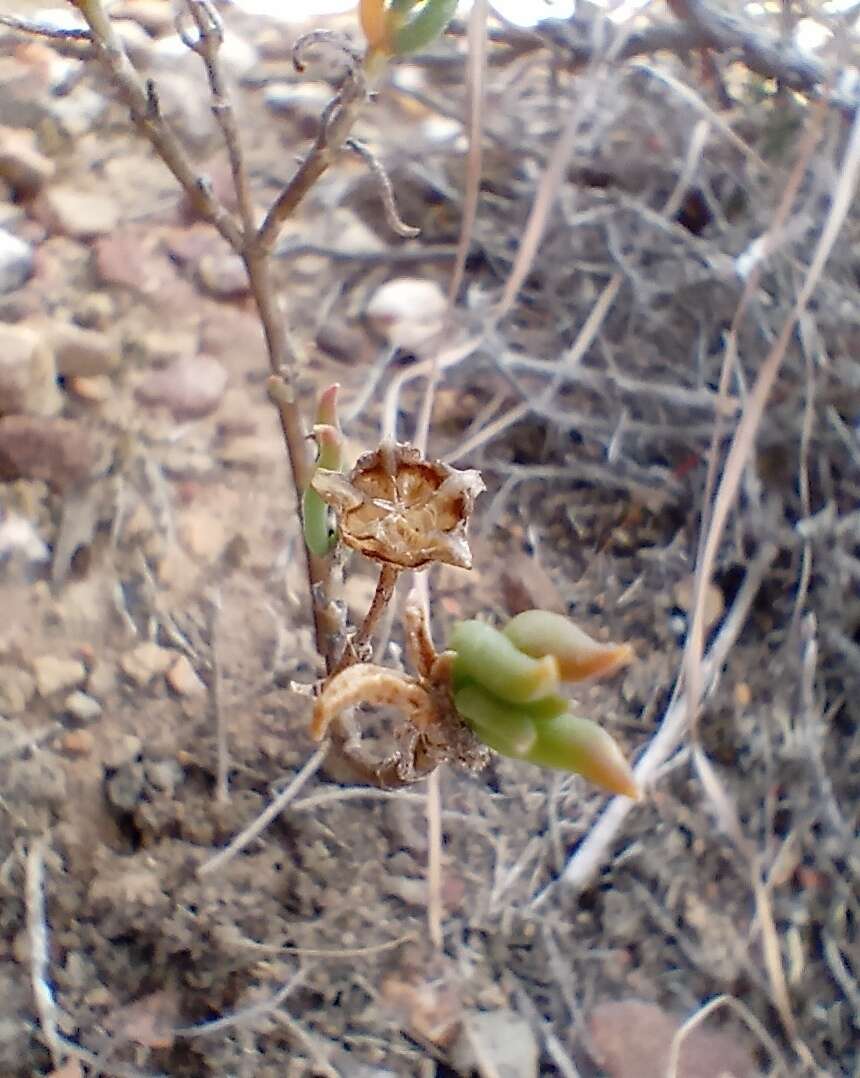 Image of Delosperma neethlingiae (L. Bol.) Schwant.