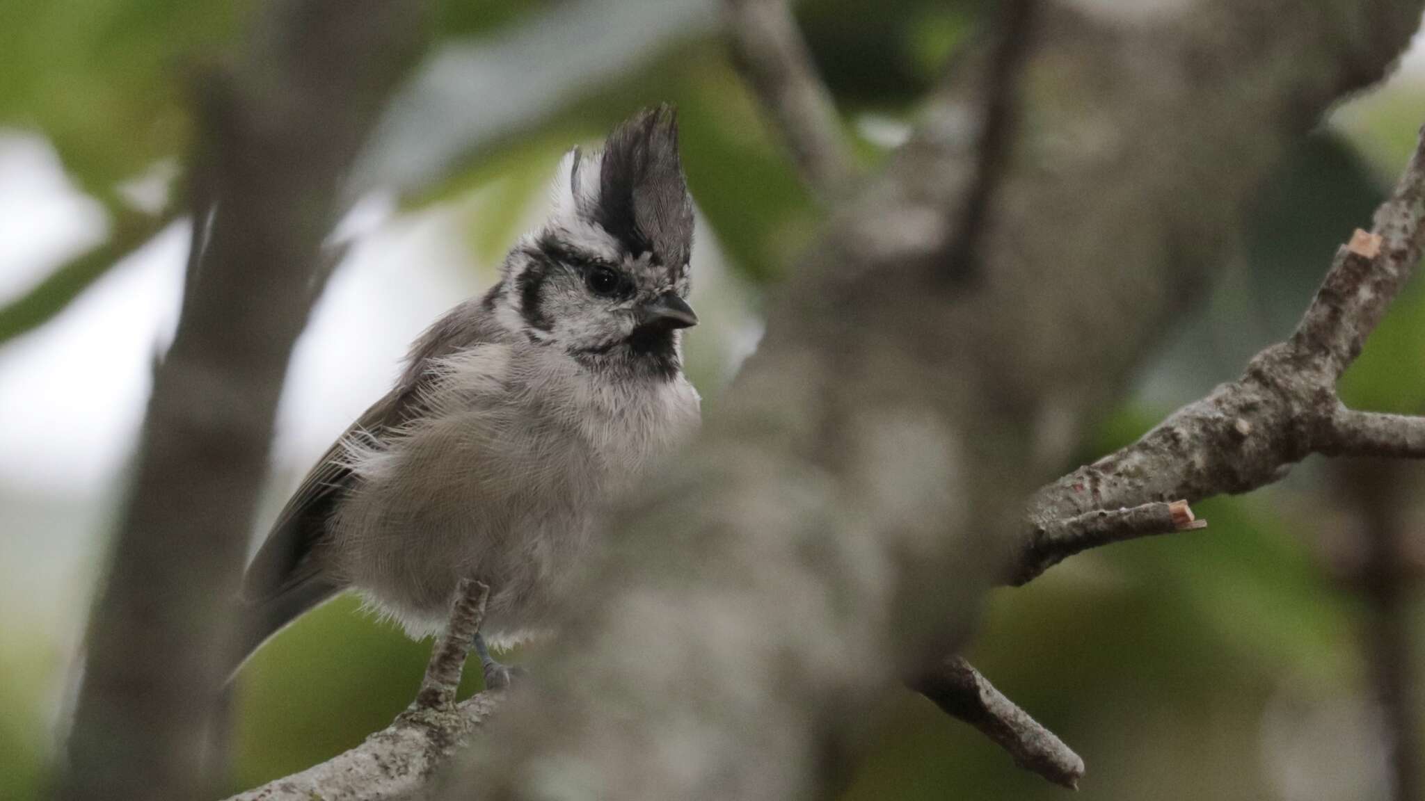 Imagem de Baeolophus wollweberi (Bonaparte 1850)