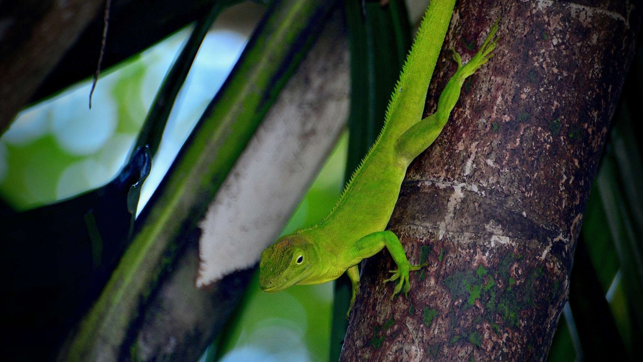 Image of Jamaican giant anole