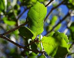 Image of interior live oak