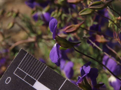 Image of Blue Nasturtium