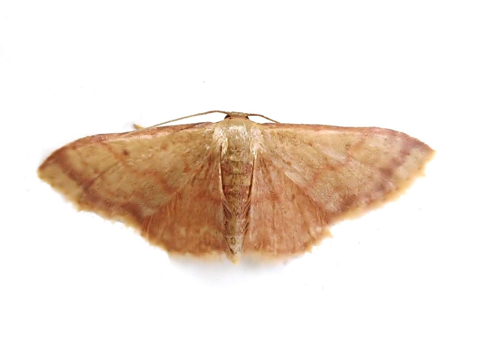 Image of Idaea impexa Butler 1879