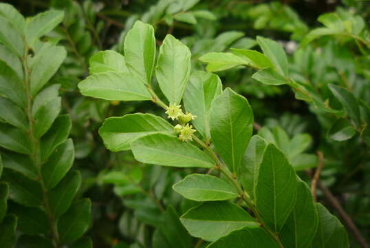 Image of Ventilago elegans Hemsl.