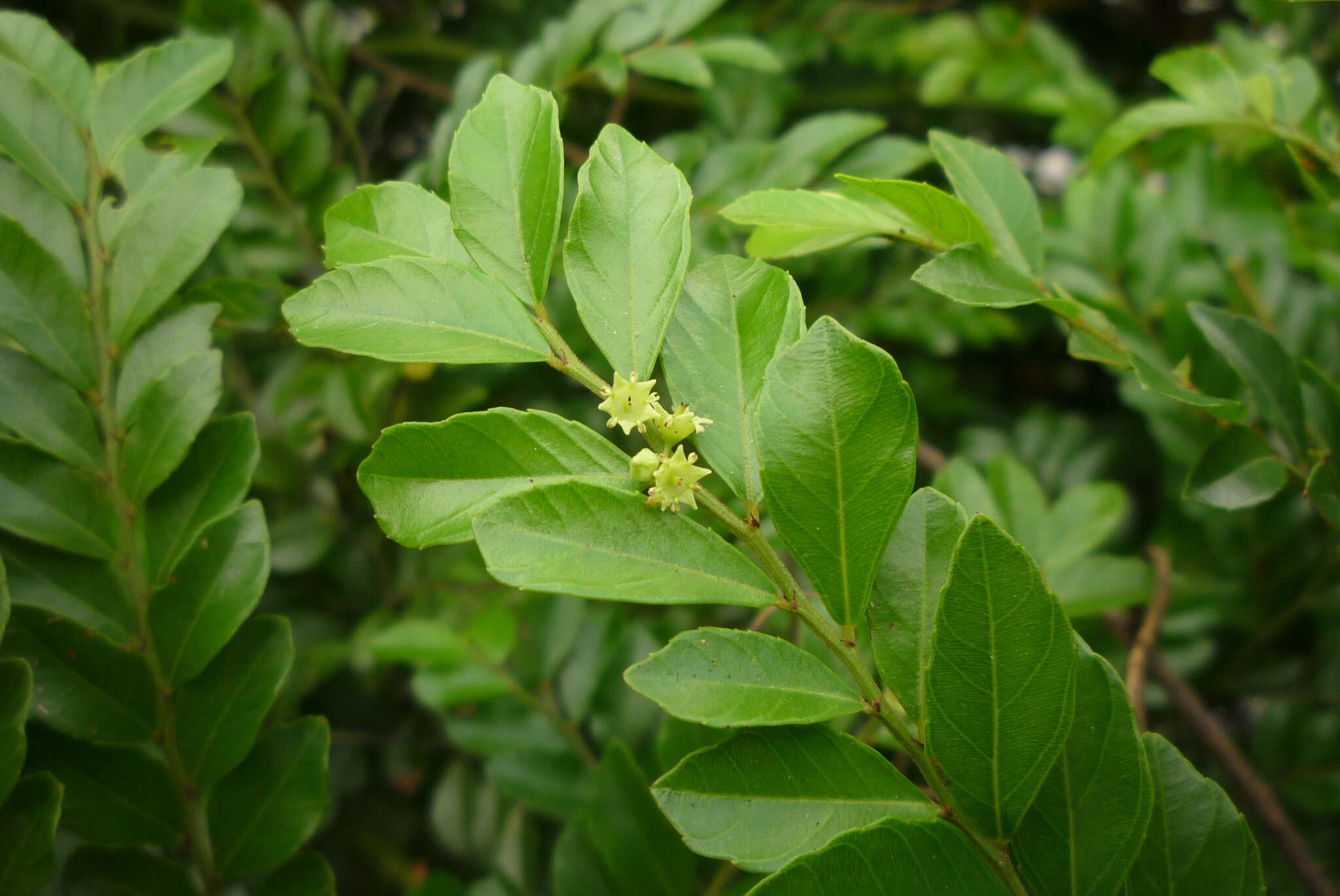 Image of Ventilago elegans Hemsl.