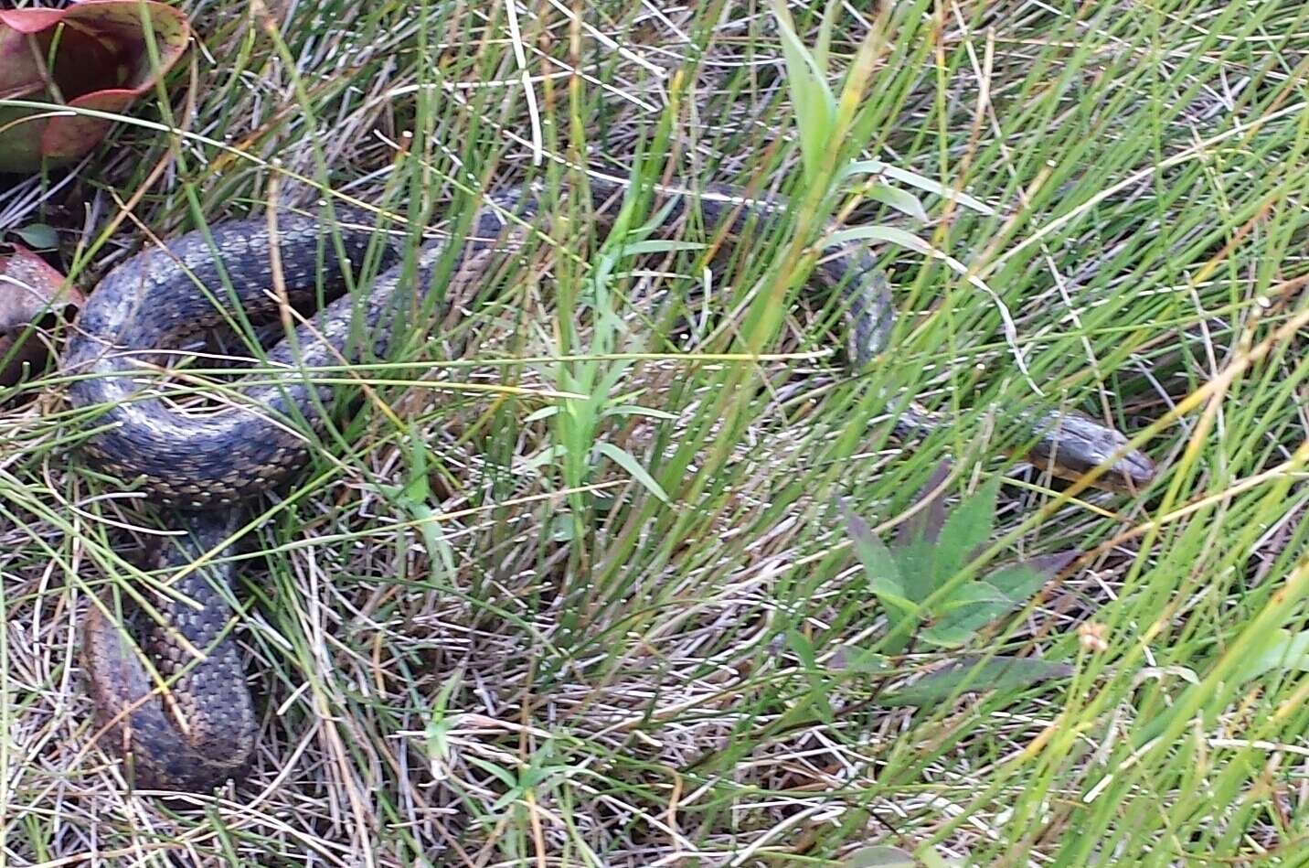 Image of Thamnophis sirtalis pallidulus Allen 1899