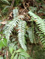 Image of Asplenium cuneatiforme Christ