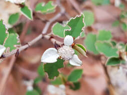 Image of Spyridium thymifolium Reiss.