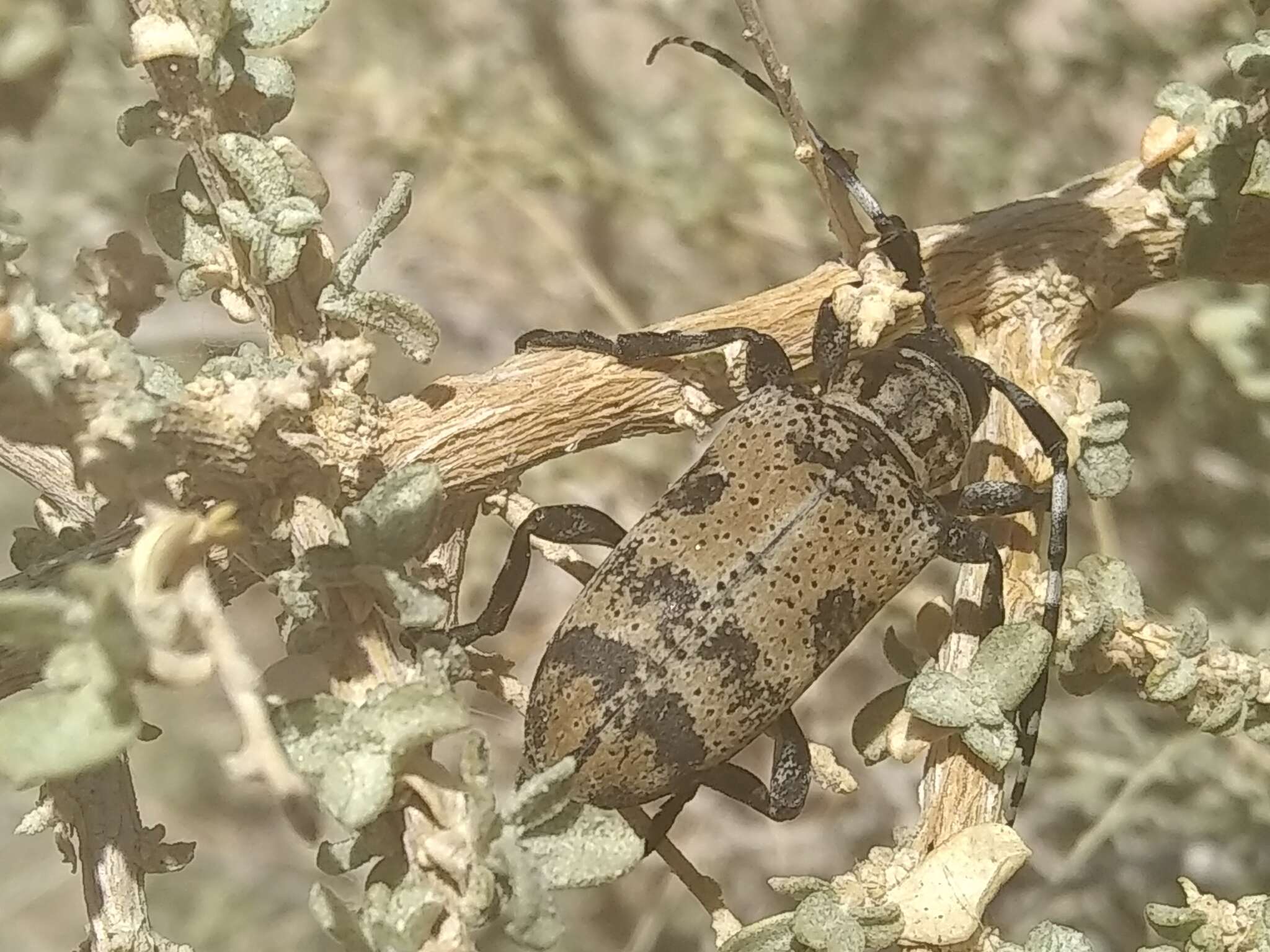 Image of Coenopoeus