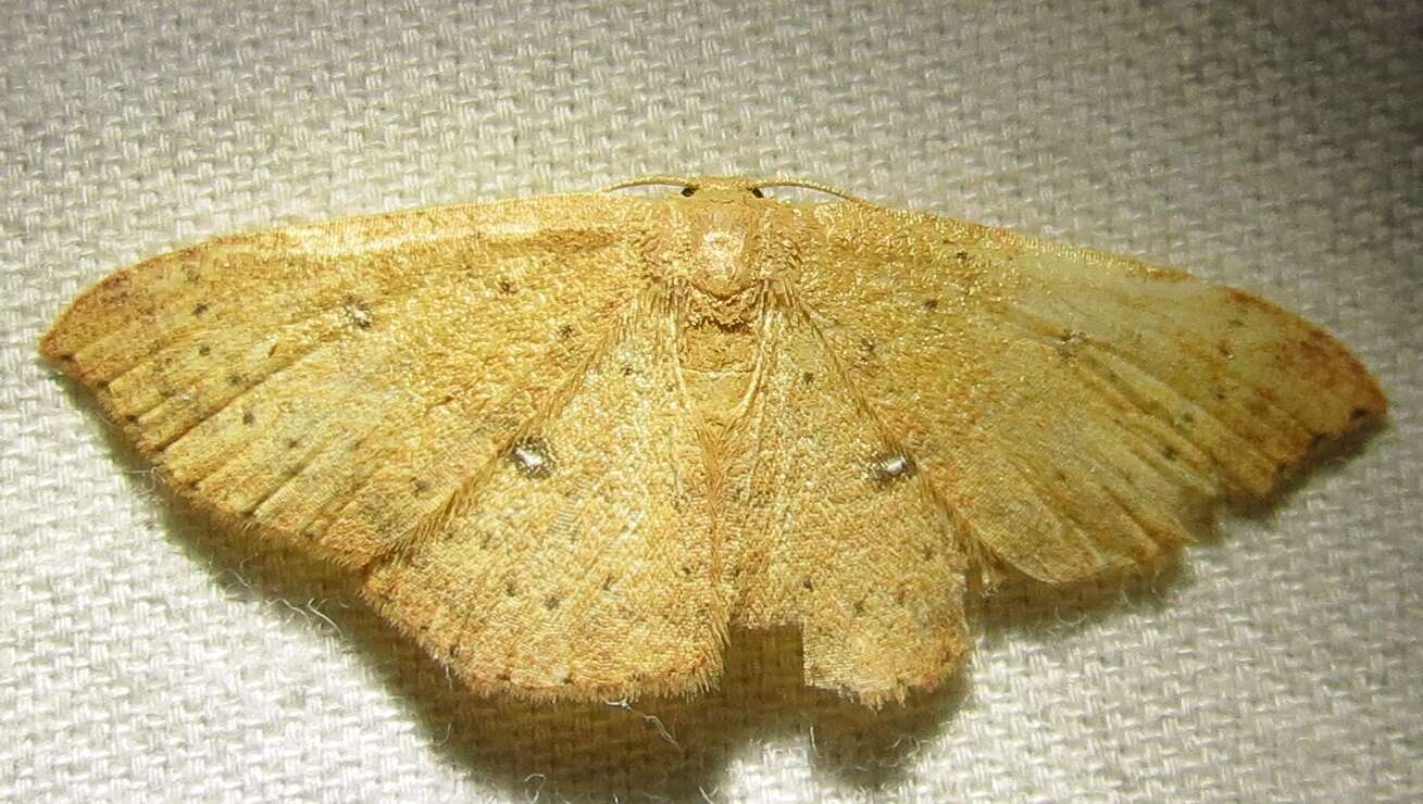 Cyclophora packardi Prout 1936 resmi