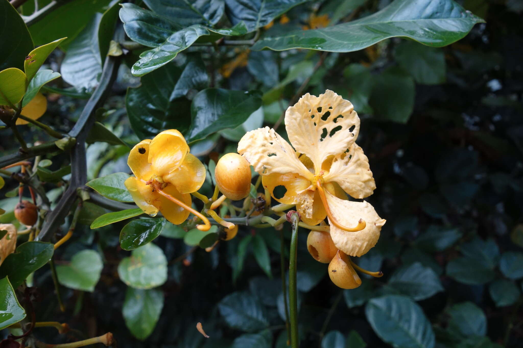 Image de Senna latifolia (G. Mey.) H. S. Irwin & Barneby