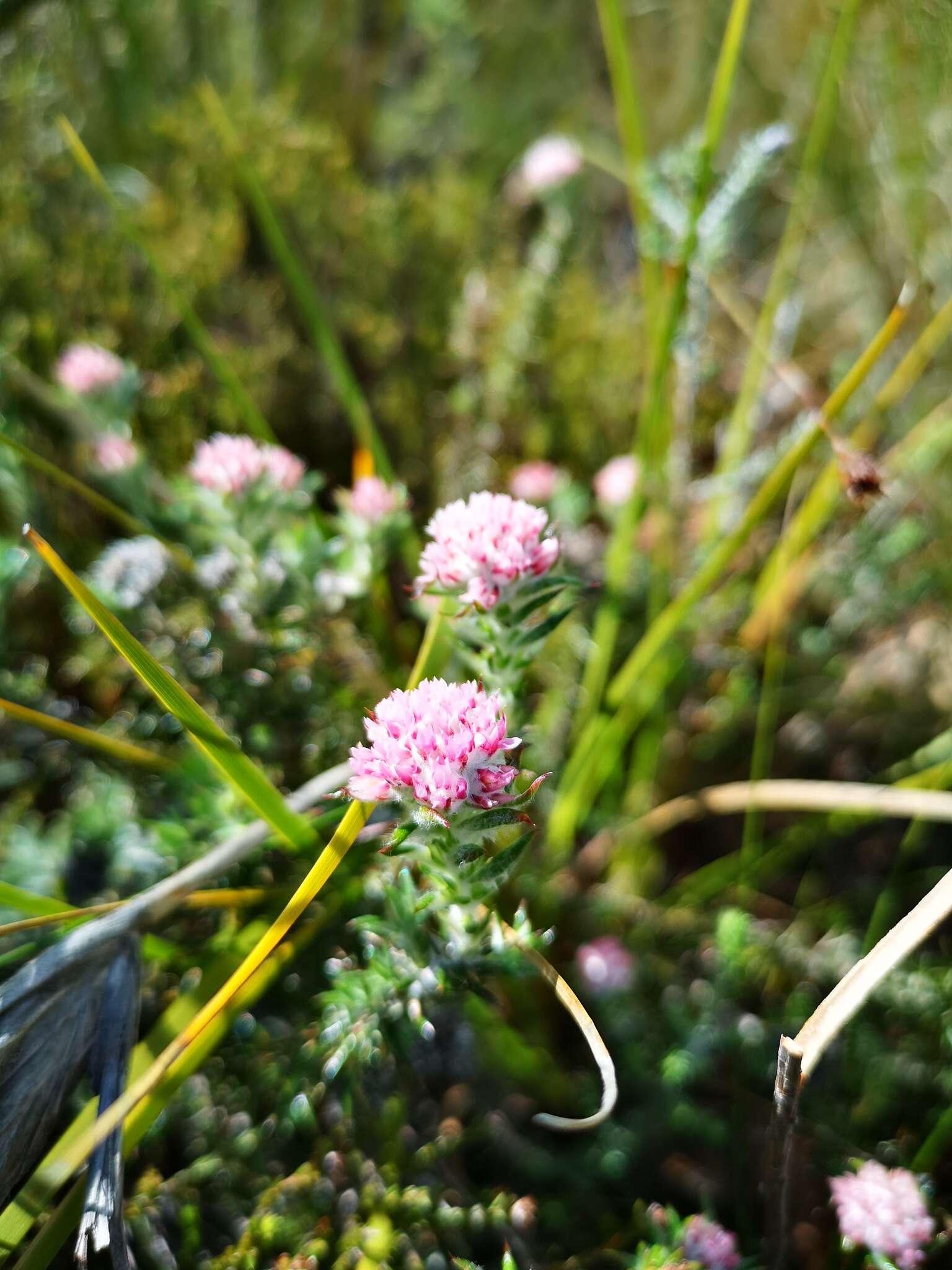 Image of Metalasia erubescens DC.