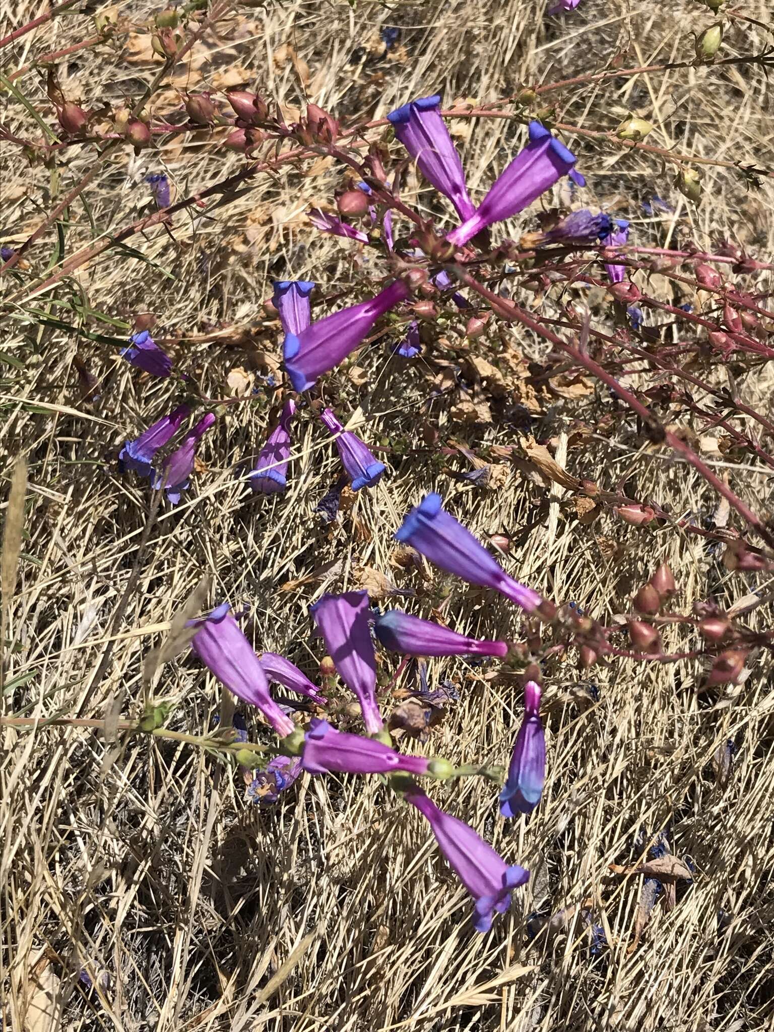 Image of bunchleaf penstemon