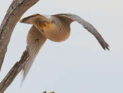 Falco chicquera horsbrughi Gunning & Roberts 1911 resmi