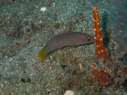 Plancia ëd Pseudochromis marshallensis Schultz 1953