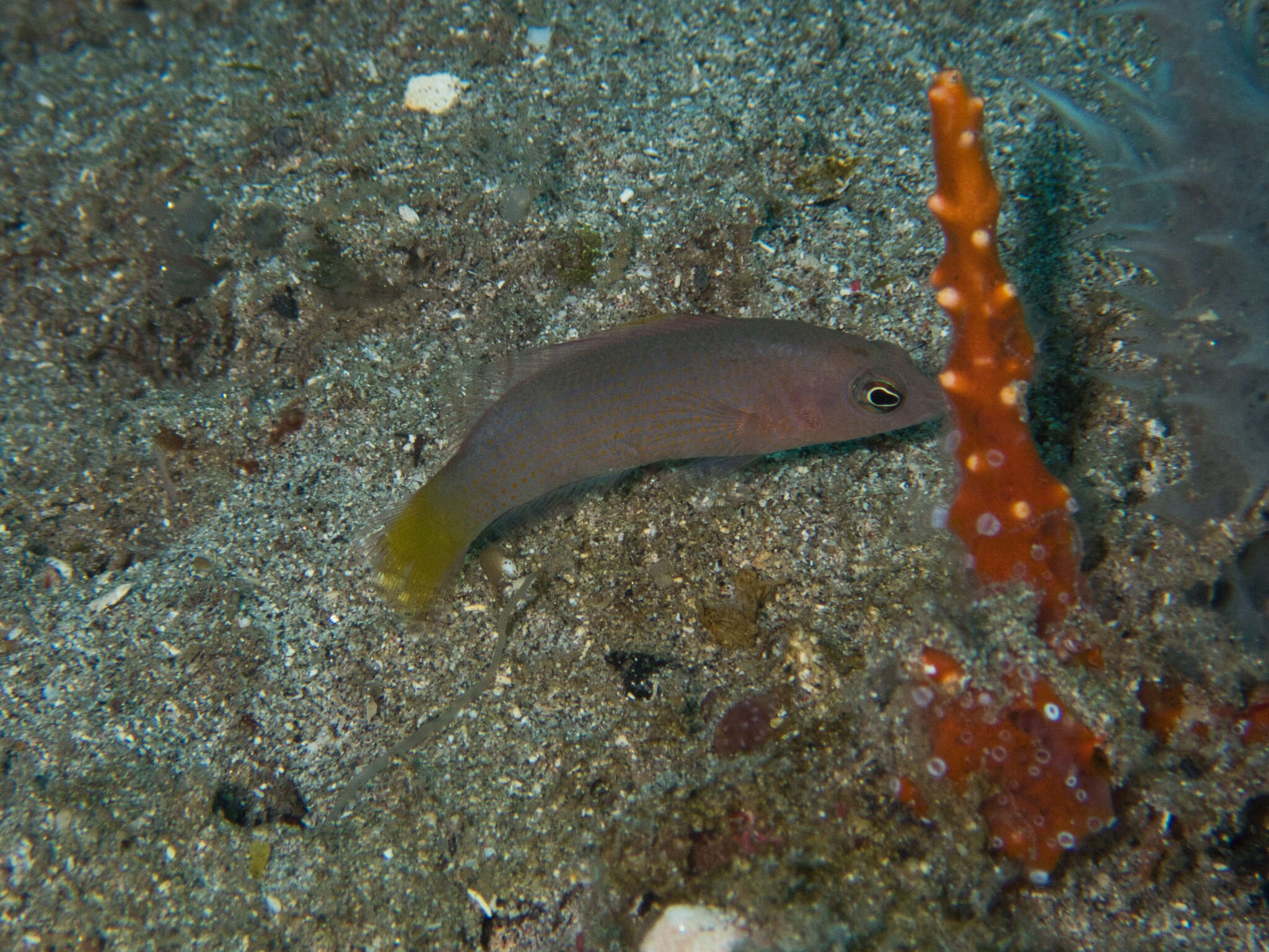 Plancia ëd Pseudochromis marshallensis Schultz 1953