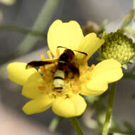 Image of Dolichodynerus tanynotus (Cameron 1909)