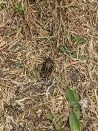 Image of Striped Ground Cricket