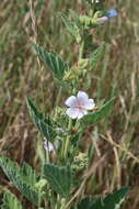 Image de Guimauve officinale