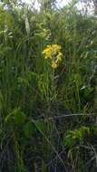 Imagem de Erysimum asperum (Nutt.) DC.