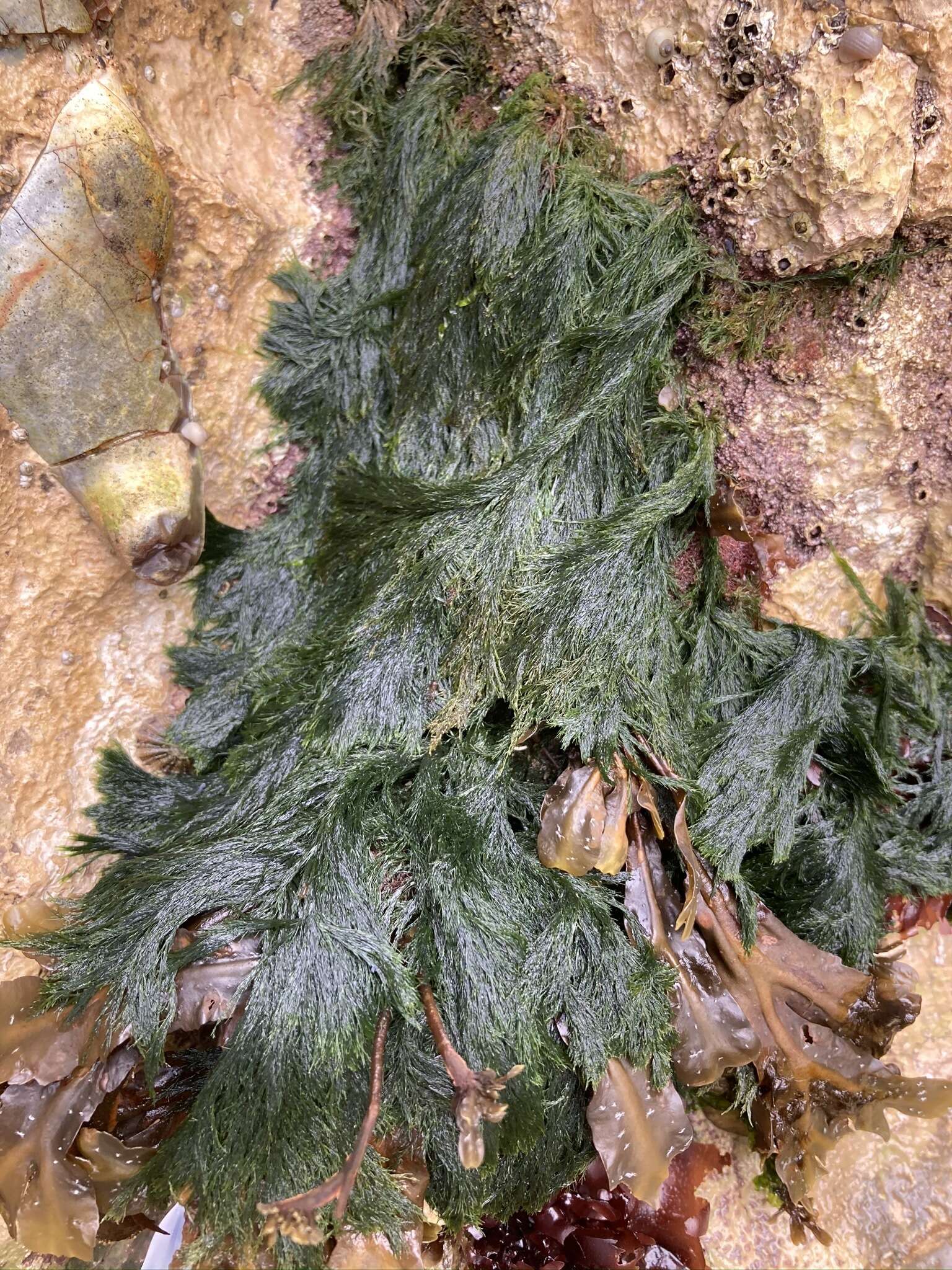 Image of rock-weed