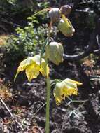 Image of Ojai fritillary