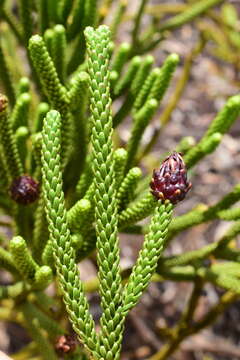 Image of Dacrydium araucarioides Brongn. & Gris