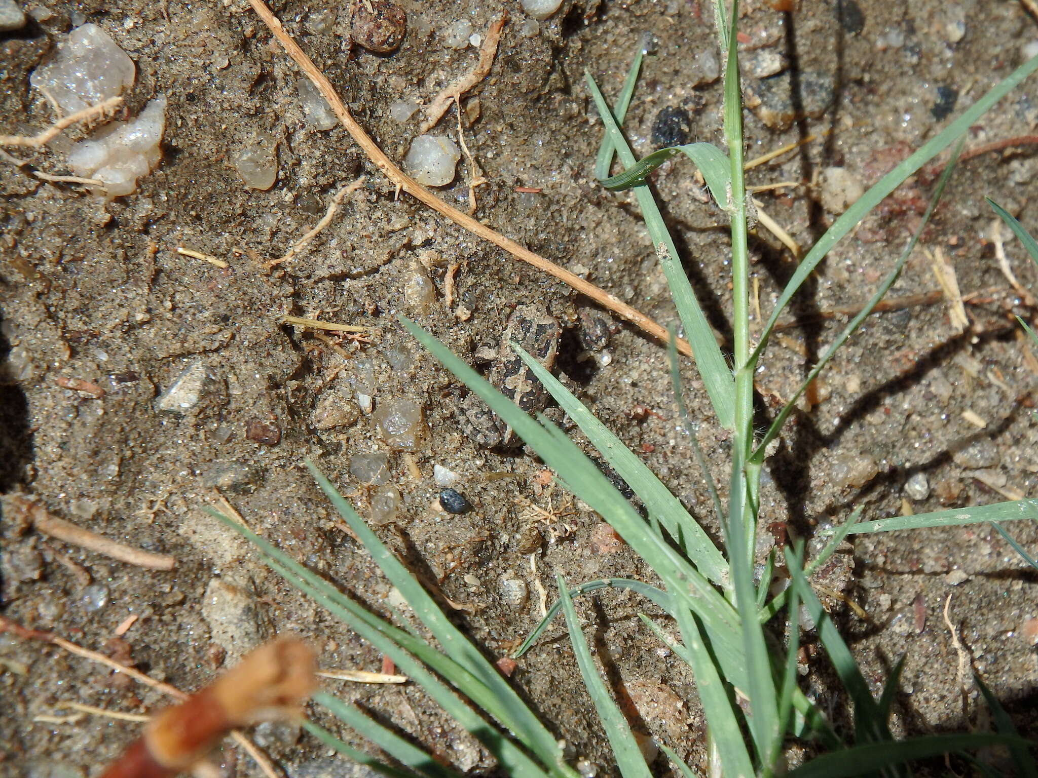 Image of Sclerophrys poweri (Hewitt 1935)