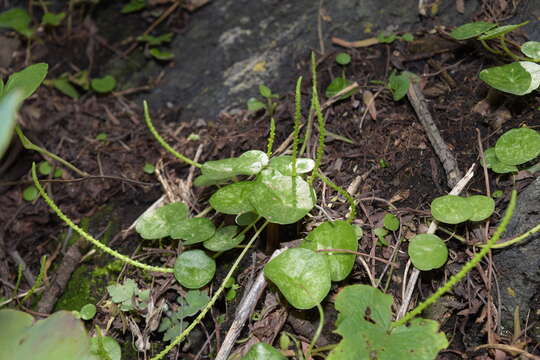 Image of Peperomia bracteata A. W. Hill