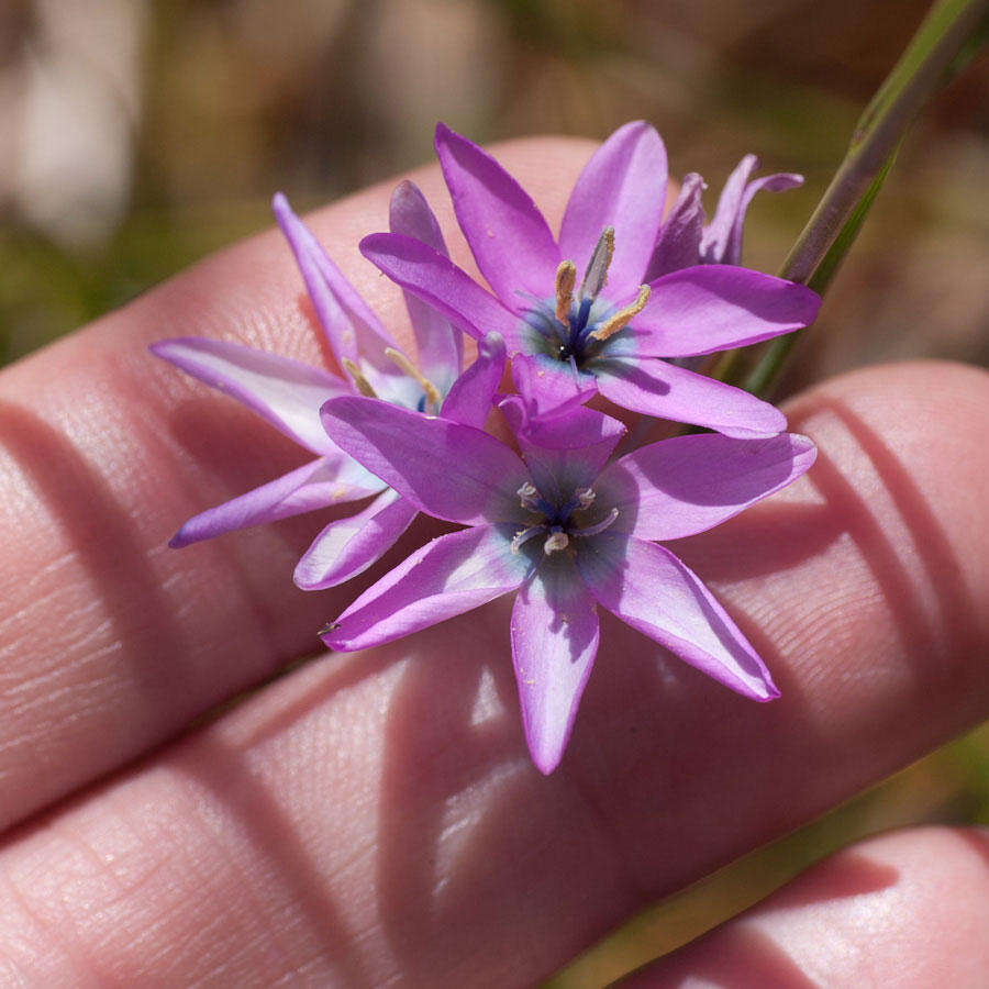 Image of Ixia polystachya var. crassifolia G. J. Lewis